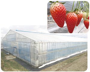 屋根型ハウス（下）と「いちご栽培」の写真