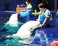 シロイルカのトレーニングをする藤井梨紗さん(右)の写真