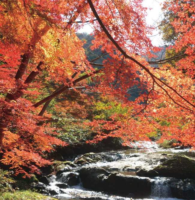 雲南市八重滝の写真