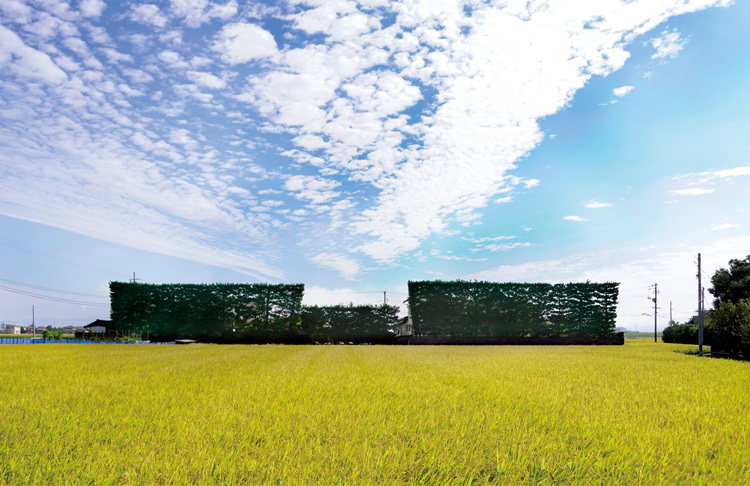 出雲平野の築地松の写真