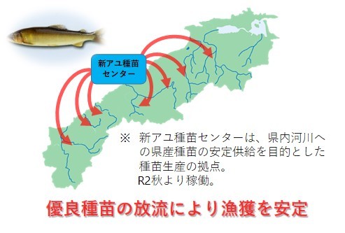 アユの優良種苗の放流により漁獲を安定