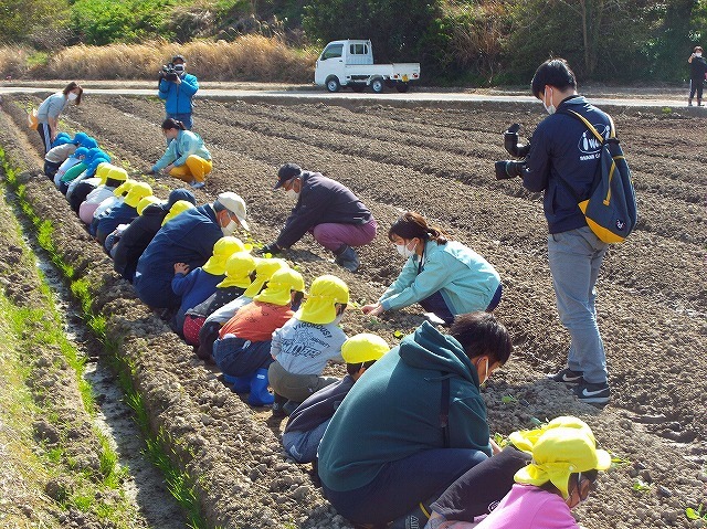 初夏どりキャベツ収穫状況写真