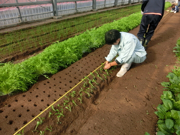 定植は丁寧に