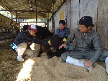 肉用牛専攻子牛の世話の様子