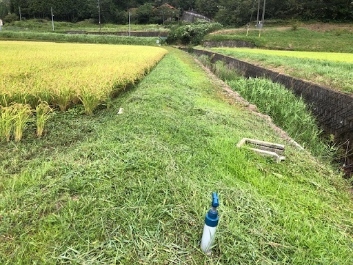 センチピートグラスの播種後80日