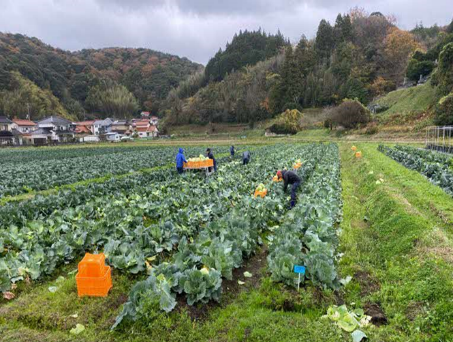 令和３年からキャベツ栽培に取り組む