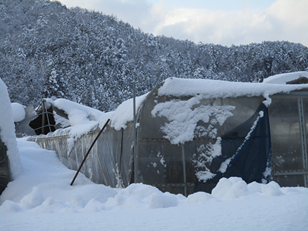 大雪によるハウスの倒壊