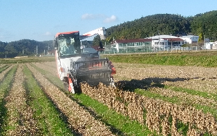 大豆コンバインでの収穫