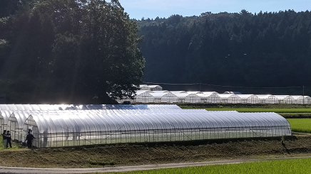 有機野菜のハウス群