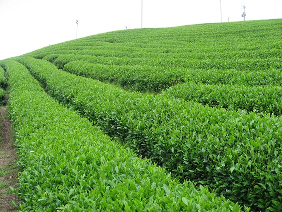 茶の画像