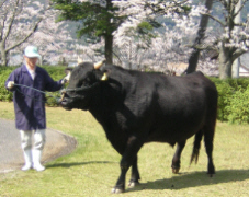 種雄牛の調教の様子２