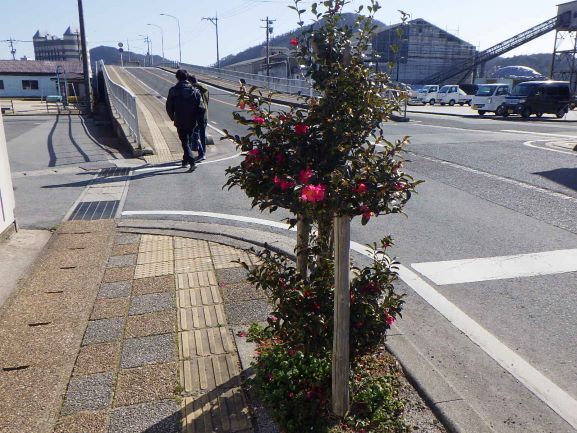 街路樹椿2