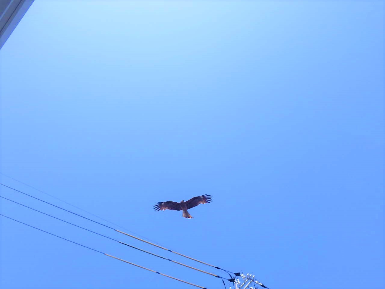 港橋のトンビ