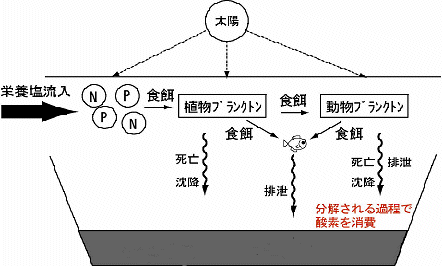 貧酸素化の模式図