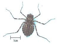 ヤマトンボのなかま