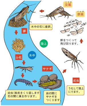 ヒゲナガカワトビケラの一生を示した図