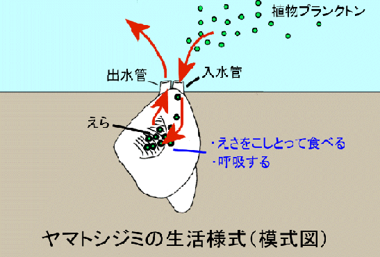 シジミの生活様式