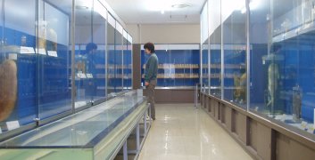 標本展示室