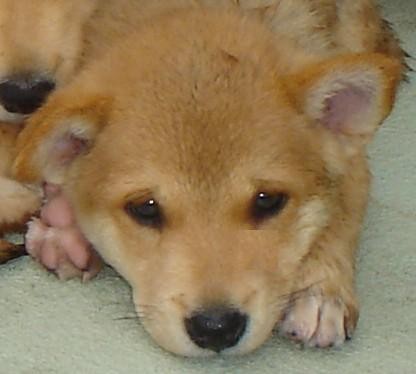子犬の顔