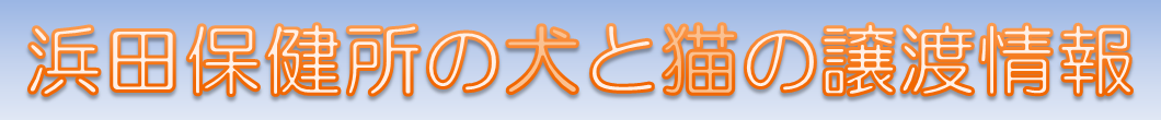 浜田保健所の犬と猫の譲渡情報