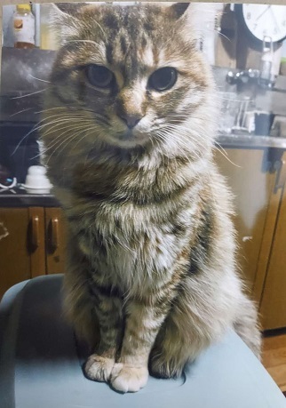neko7