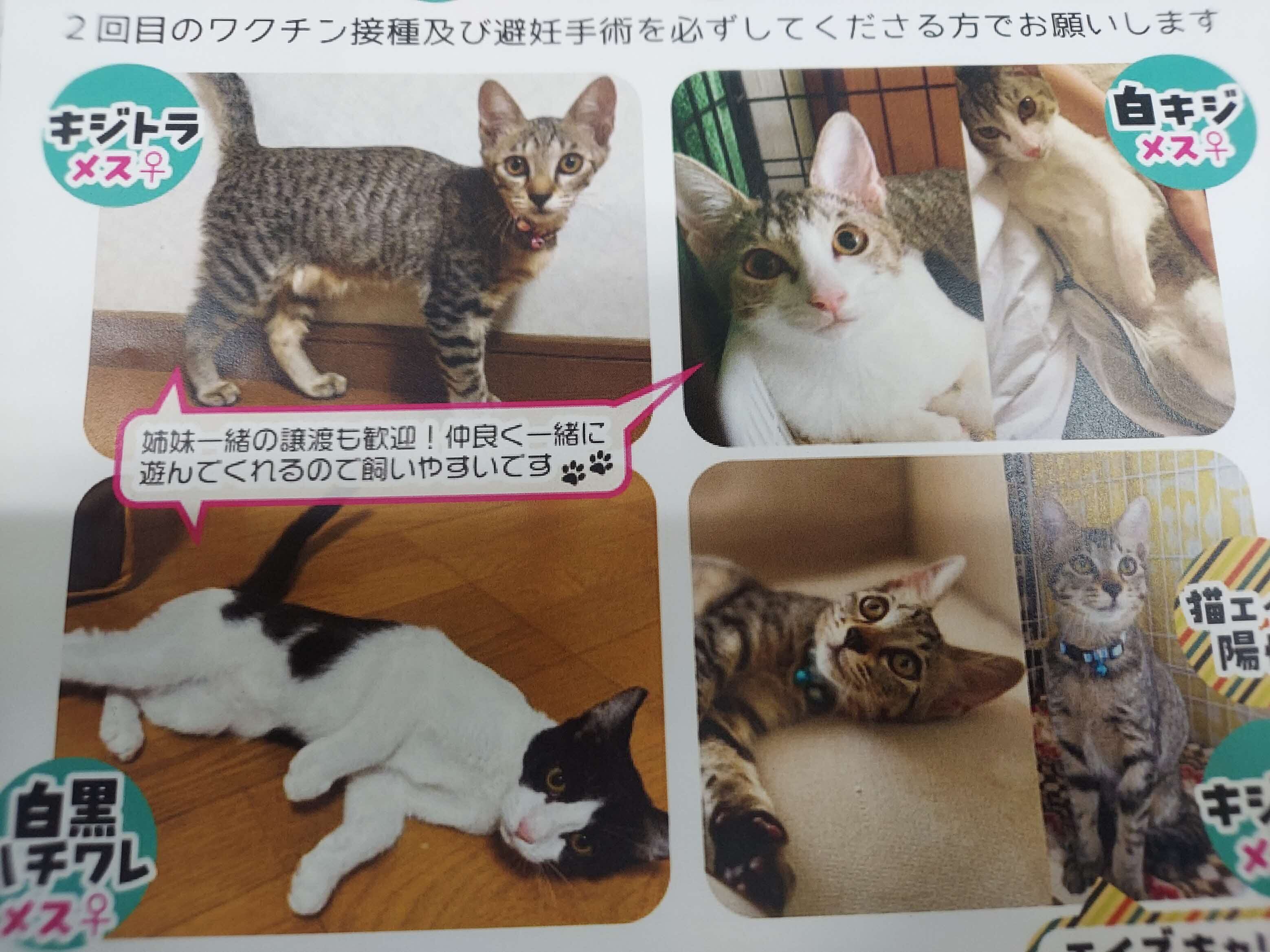neko4