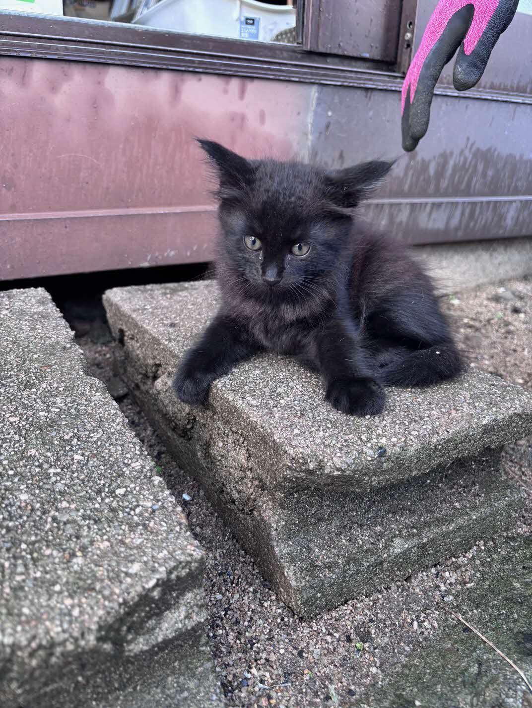 neko2