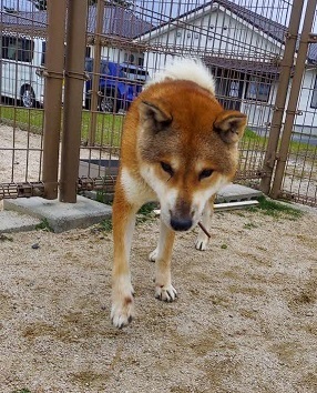 inu23