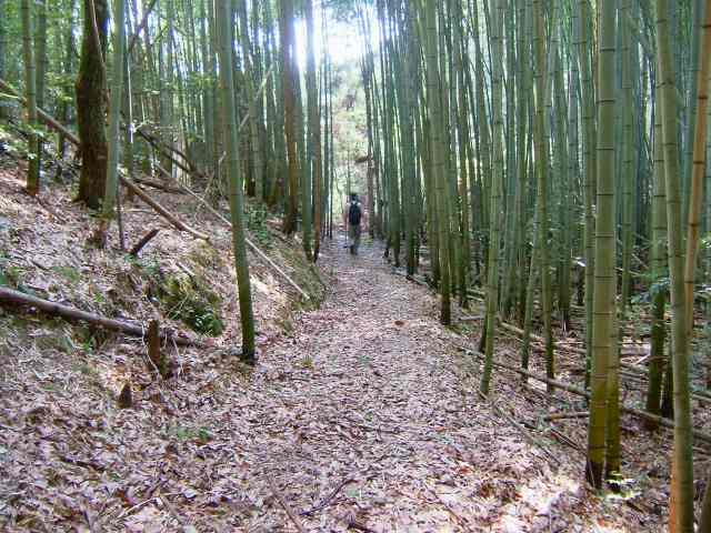 やなしお道 やなしお道