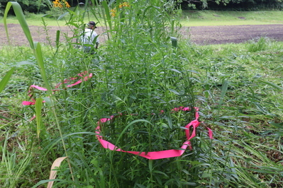 刈り残す植物