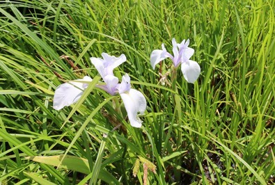 カキツバタの白花