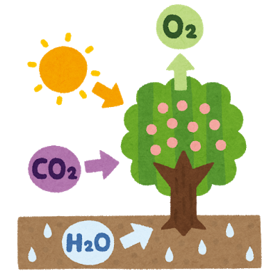 光合成の様子