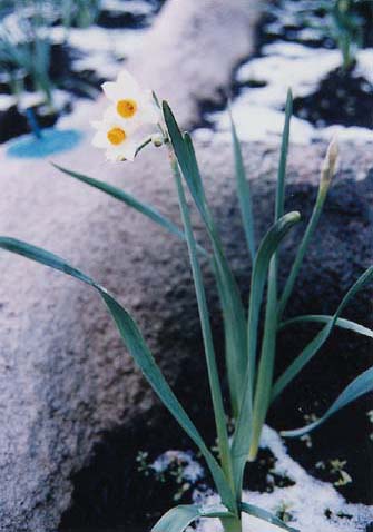 写真（開花した油井スイセン）