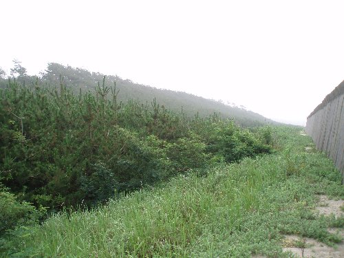 外園海岸防災林全景