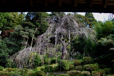 医光寺庭園