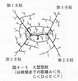 X型 図4X型整枝