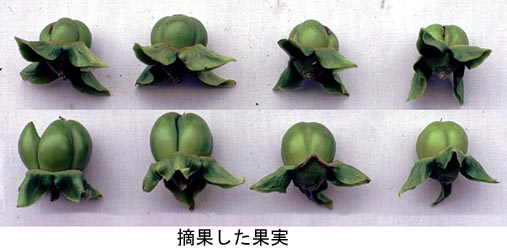 摘果した果実
