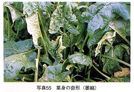 葉身の奇形