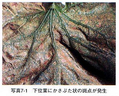 症状1 症状1