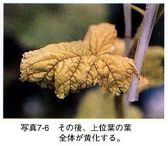 症状4 症状4