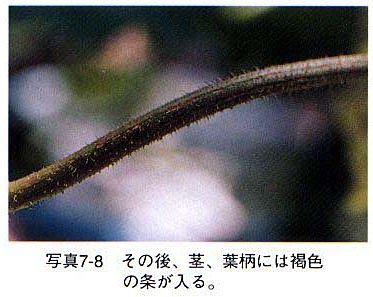 症状6 症状6