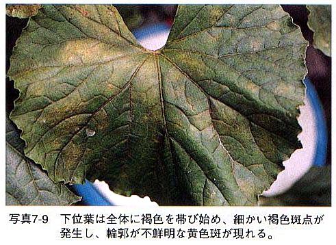 症状7 症状7