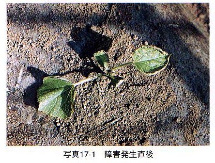 症状1 症状1