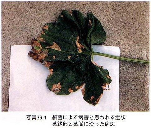 症状1 症状1