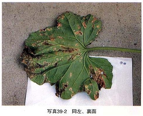 症状2 症状2