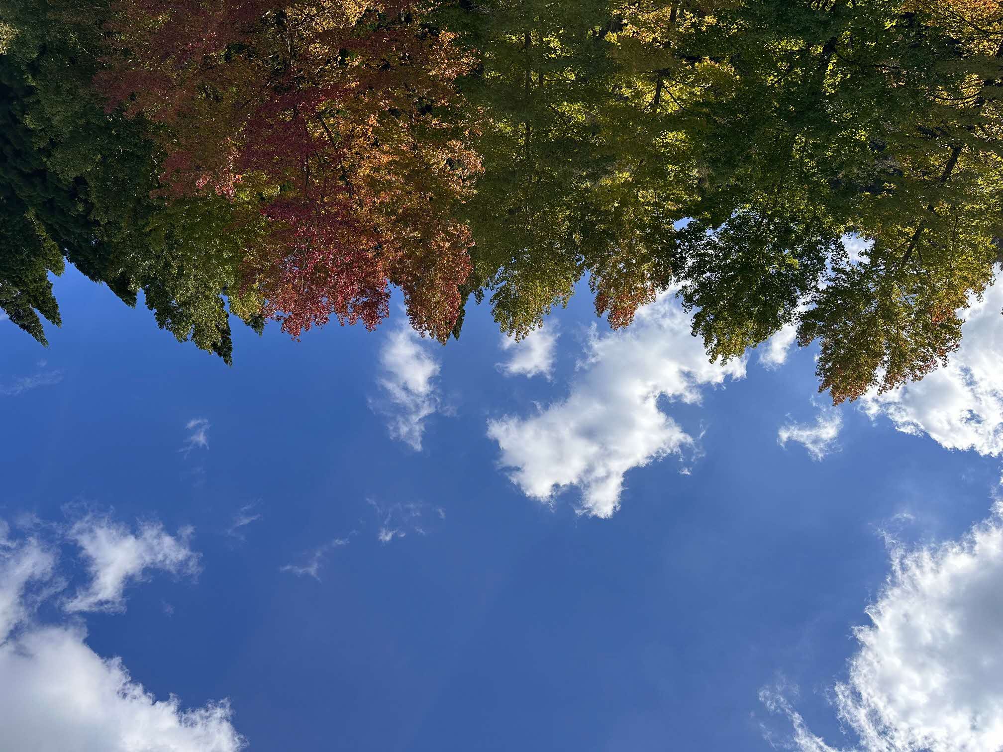 秋晴れの匹見中央公園