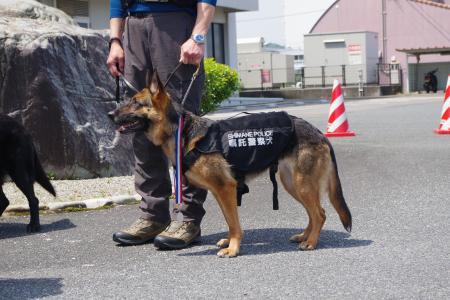 嘱託警察犬と指導手４枚目