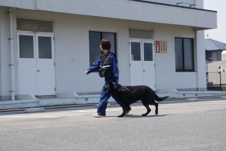 嘱託警察犬と指導手６枚目