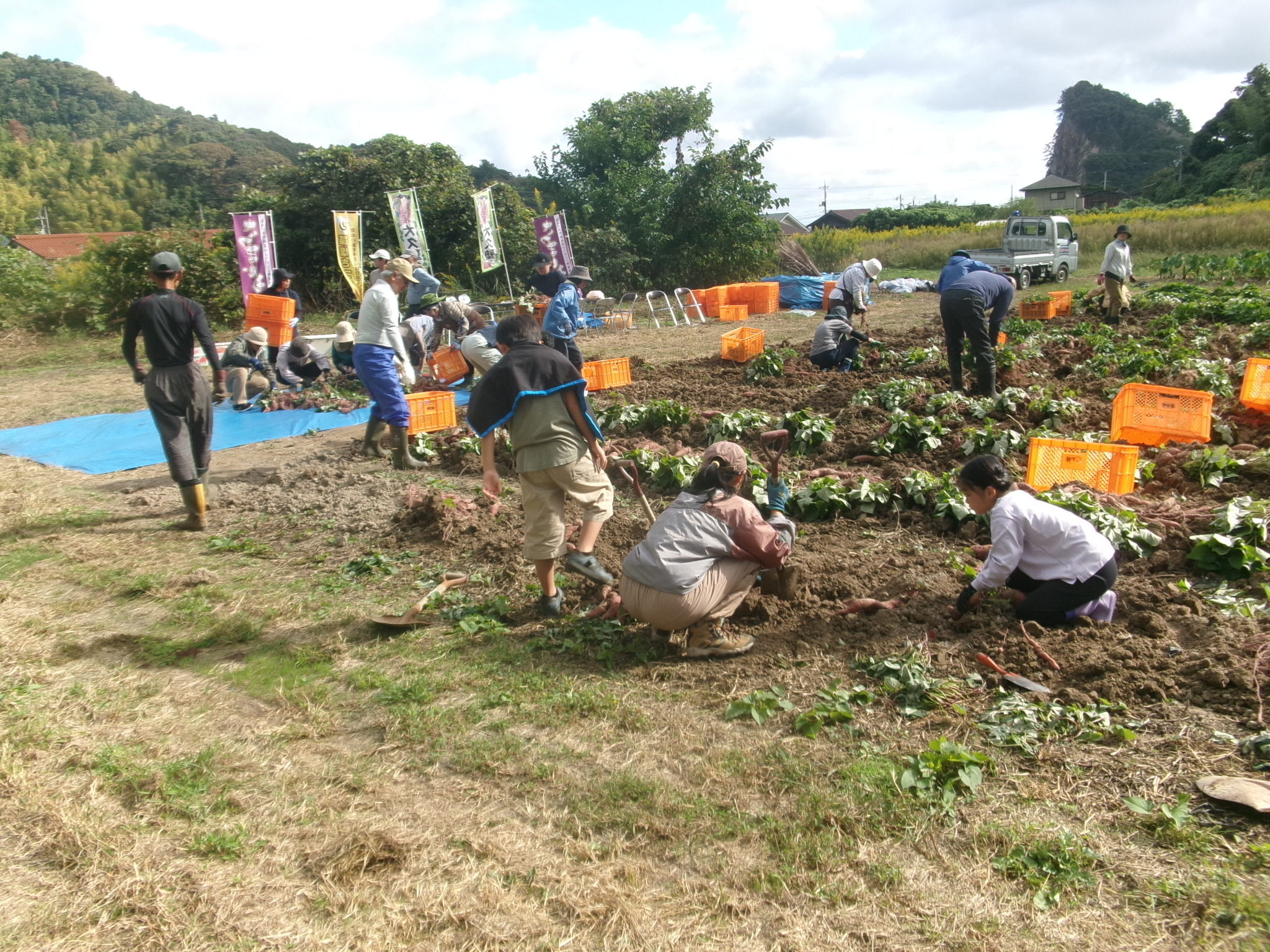 さつまいも収穫２