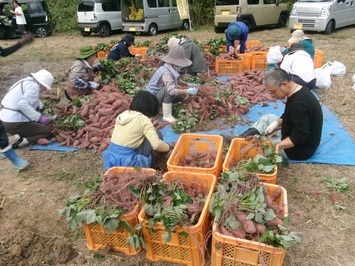 さつまいも収穫３